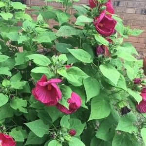 Meet your Posher, Mitzi